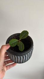 Madagaskar jewel excl pot meerdere verkrijgbaar, Ophalen, Overige soorten, Minder dan 100 cm