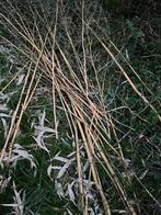 GRATIS Bamboe tot duimsdikte, Tuin en Terras, Ophalen of Verzenden