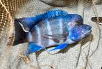 Frontosa blue Zaire 3 half volwassen exemplaren