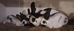 Lotharinger konijnen, Dieren en Toebehoren, Konijnen, Meerdere dieren, Groot, 0 tot 2 jaar