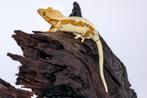 Wimpergekko Vrouw, Hagedis, Tam, 3 tot 6 jaar