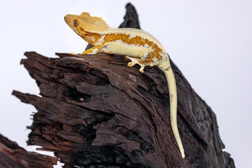 Wimpergekko Vrouw, Dieren en Toebehoren, Reptielen en Amfibieën, Hagedis, 3 tot 6 jaar, Tam