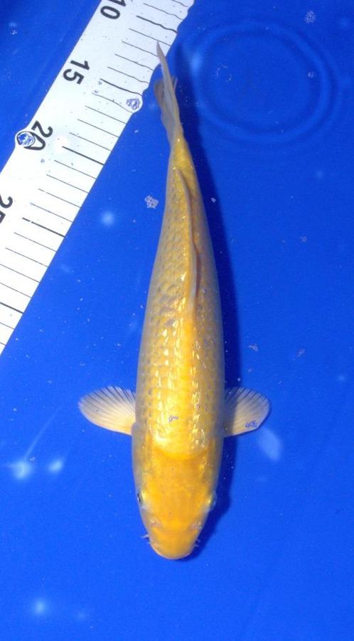 Ginrin Karashigoi, Dieren en Toebehoren, Vissen | Vijvervissen, Karper of Koi