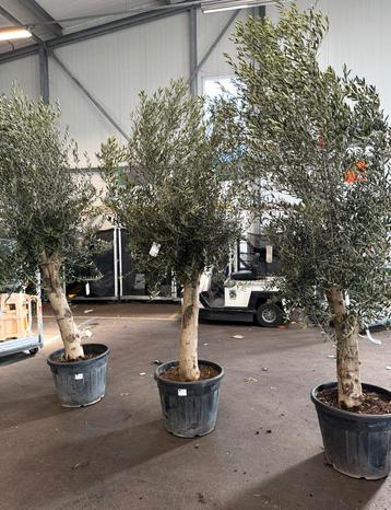 Olijfboom te koop beschikbaar voor biedingen