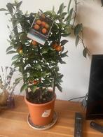 Citrus sinensis calamondino sinaasappelplant, Tuin en Terras, Planten | Tuinplanten, Ophalen, Volle zon, Vaste plant, Zomer