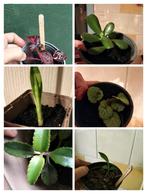 Allerlei stekjes eigen kweek kamerplant, saxifraga, irisene, Huis en Inrichting, Kamerplanten, Ophalen of Verzenden, Overige soorten