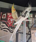 Koppel valkparkieten, Dieren en Toebehoren, Meerdere dieren, Parkiet, Geringd