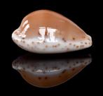 Schelpen: Cypraea comptonii 19,5mm Callous & Donker - Top!, Ophalen of Verzenden, Schelp(en)