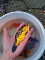 Goudvissen (10cm-15cm groot), Goudvis(sen)