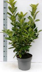Prunus Laurier, Minder dan 100 cm, Laurier, Ophalen of Verzenden, Struik