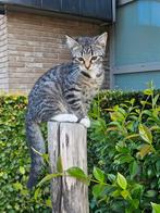 Kittens, 5 mei geboren, Dieren en Toebehoren, Katten en Kittens | Raskatten | Korthaar