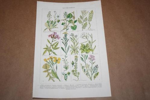 Antieke botanische kleurenprent - Kruisbloemigen - Ca 1920!!, Verzamelen, Foto's en Prenten, Nieuw, Voor 1940, Ophalen of Verzenden