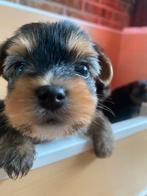 Prachtige Yorkshire terriër puppy’s, Particulier, Rabiës (hondsdolheid), Meerdere, 8 tot 15 weken