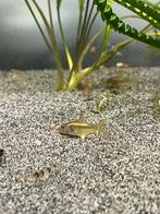 Corydoras gold stripe 10 stuks, Vis, Zoetwatervis, Schoolvis