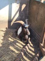 2 bokken te koop, Dieren en Toebehoren, Schapen, Geiten en Varkens, Vrouwelijk, Geit