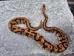 python regius bewezen kweekman pastel confusion het. hypo, Slang, Tam, 3 tot 6 jaar