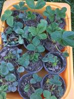 aardbeien plantjes te koop, Tuin en Terras, Planten | Tuinplanten, Zomer, Ophalen, Volle zon