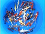 PrachtigeJonge japan koi 14/22 cm wees er snel bij OP=OP, Dieren en Toebehoren, Vissen | Vijvervissen, Karper of Koi
