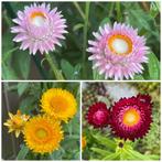 Zaden strobloem dubbelbloemig mix (Helichrysum bracteatum), Ophalen of Verzenden, Voorjaar, Volle zon, Zaad
