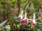 Fuchsia, Vaste plant, Halfschaduw, Zomer, Ophalen
