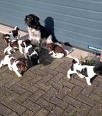 Friese Stabij pups, Dieren en Toebehoren, Overige rassen, CDV (hondenziekte), 8 tot 15 weken, Meerdere dieren