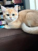 British Shorthair Black Golden – Gechipt & Gevaccineerd, Dieren en Toebehoren, Katten en Kittens | Raskatten | Korthaar, Poes