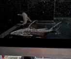 Pterodoras granulosus granulated catfish, Vis, Zoetwatervis