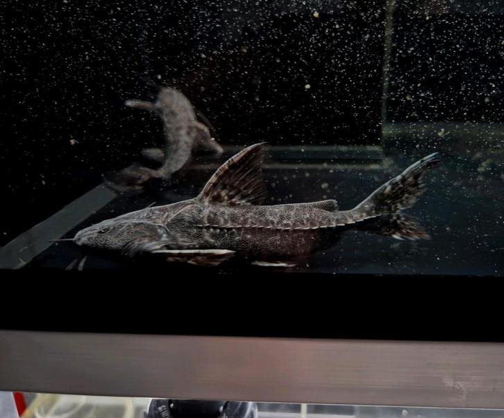 Pterodoras granulosus granulated catfish, Dieren en Toebehoren, Vissen | Aquariumvissen, Zoetwatervis, Vis