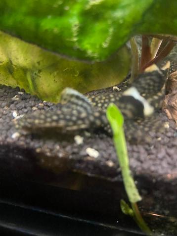 Ancistrus Dolichopterus (2-4cm) beschikbaar voor biedingen