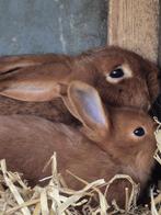 Konijn met 4 jongen, Meerdere dieren, Middelgroot, 0 tot 2 jaar