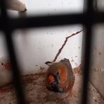 Mooi koppel zebravinken 2025., Dieren en Toebehoren, Vogels | Overige Vogels, Meerdere dieren, Tropenvogel