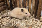 Jonge tamme goudhamsters (man) ( rechtstreeks van de fokker), Hamster, Mannelijk, Juli, Tam