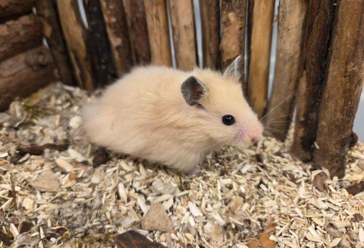 Jonge tamme goudhamsters (man) ( rechtstreeks van de fokker), Dieren en Toebehoren, Knaagdieren, Mannelijk, Hamster, Juli, Tam