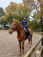 Verzorg paard gezocht! Epe,Heerde, Dieren en Toebehoren, Ophalen of Verzenden, Nieuw