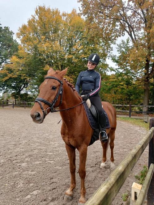 Verzorg paard gezocht! Epe,Heerde, Dieren en Toebehoren, Paarden en Pony's | Verzorgingsproducten, Nieuw, Ophalen of Verzenden
