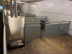 Stro kokers varkens, Dieren en Toebehoren, Schapen, Geiten en Varkens, Meerdere dieren, Varken