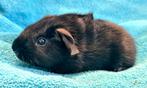 Zwart(3 haren rood) ridgeback cavia beertje, November, Mannelijk, Cavia
