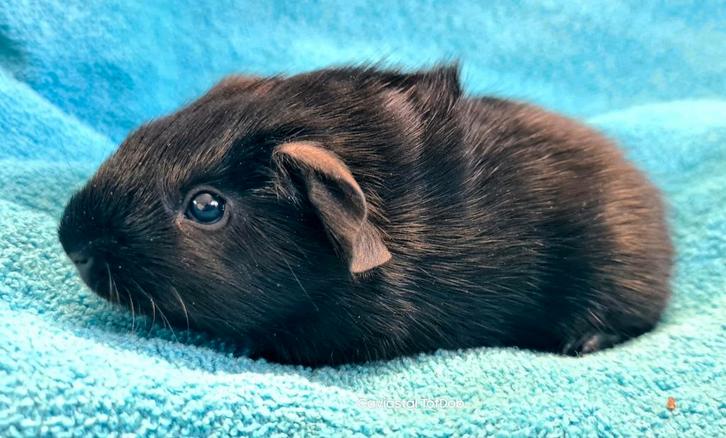 Zwart(3 haren rood) ridgeback cavia beertje, Dieren en Toebehoren, Knaagdieren, Mannelijk, Cavia, November