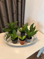 6x Sanseveria inclusief binnenpot, Ophalen, Minder dan 100 cm