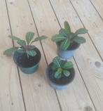 Madagascar jewel, Ophalen, Overige soorten, Minder dan 100 cm
