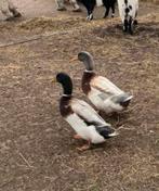 saksische loopeend ( mannetje ), Dieren en Toebehoren, Pluimvee, Mannelijk, Eend