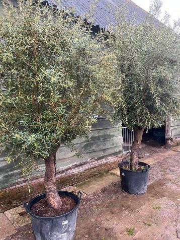 Hoge olijfbomen excl. pot 3 M, stam ø 50 cm 