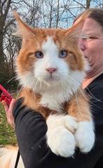 Maine coon dekkater met stamboom,blauw oog,polydactyl, 0 tot 2 jaar
