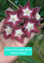 Hoya Stenaokei Red, Verzenden, Overige soorten, Minder dan 100 cm