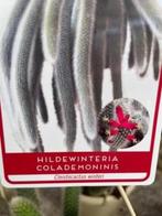 Cactus/suculent Monkey’s Tail Hildewintera Colademononis., Cactus, Minder dan 100 cm, Ophalen of Verzenden, In pot