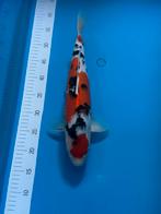 Koi  sanke, Karper of Koi