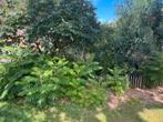 Stekjes van de Fluweelboom, Tuin en Terras, Planten | Bomen, Overige soorten, Minder dan 100 cm, Zomer, Ophalen