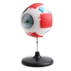 Oog Menselijk Anatomie Model / School Opticien Medisch Mens, Diversen, Schoolbenodigdheden, Ophalen of Verzenden, Nieuw