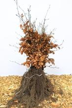 Goedkope groene beukenhagen, rode beuk haag en haagbeuken, Ophalen of Verzenden, Beukenhaag, 100 tot 250 cm