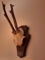 Klein geweitje, Ophalen of Verzenden